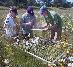 Studying wild flowers