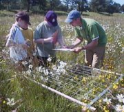 Studying wild flowers