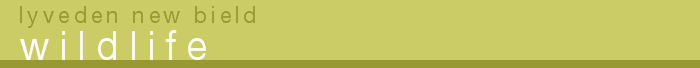 Lyveden New Bield - Wildlife Banner
